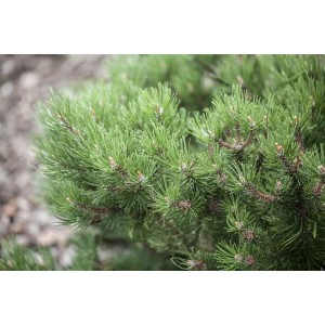 Detailaufnahme der grünen Nadeln einer Pinus Mugo Laurin Bergkiefer Kompakt.
