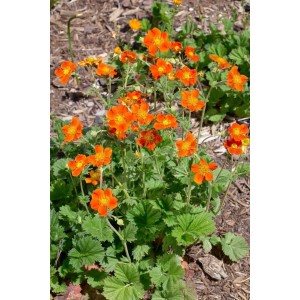 Nelkenwurz 'Werner Arends' mit leuchtend orangen Blüten im 9x9 cm Topf.