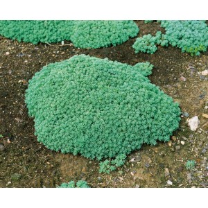 Sedum Lydium Mauerpfeffer, grüne, teppichartige Staude im 9x9 cm Topf.