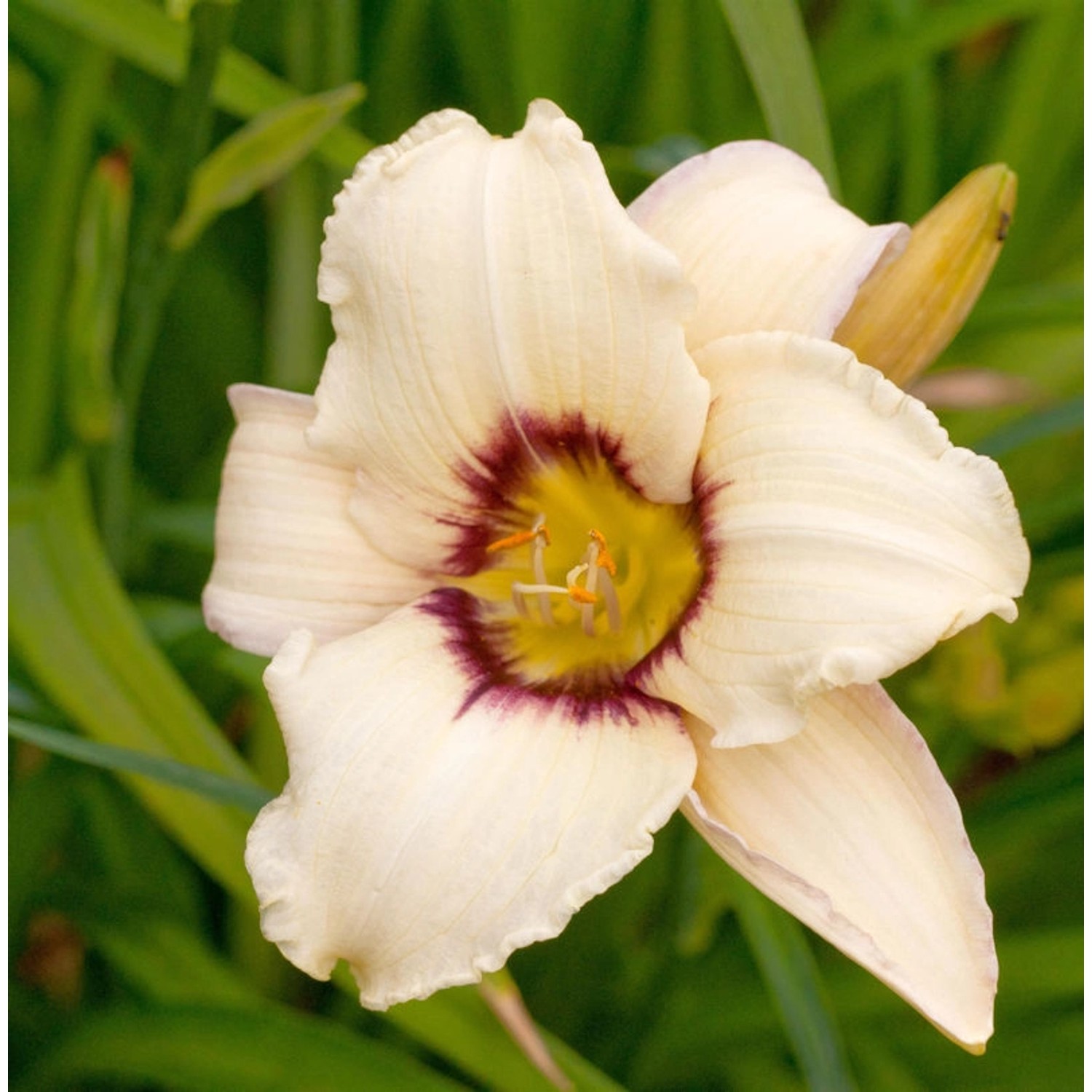 Taglilie Lynn Hall - Hemerocallis cultorum günstig online kaufen