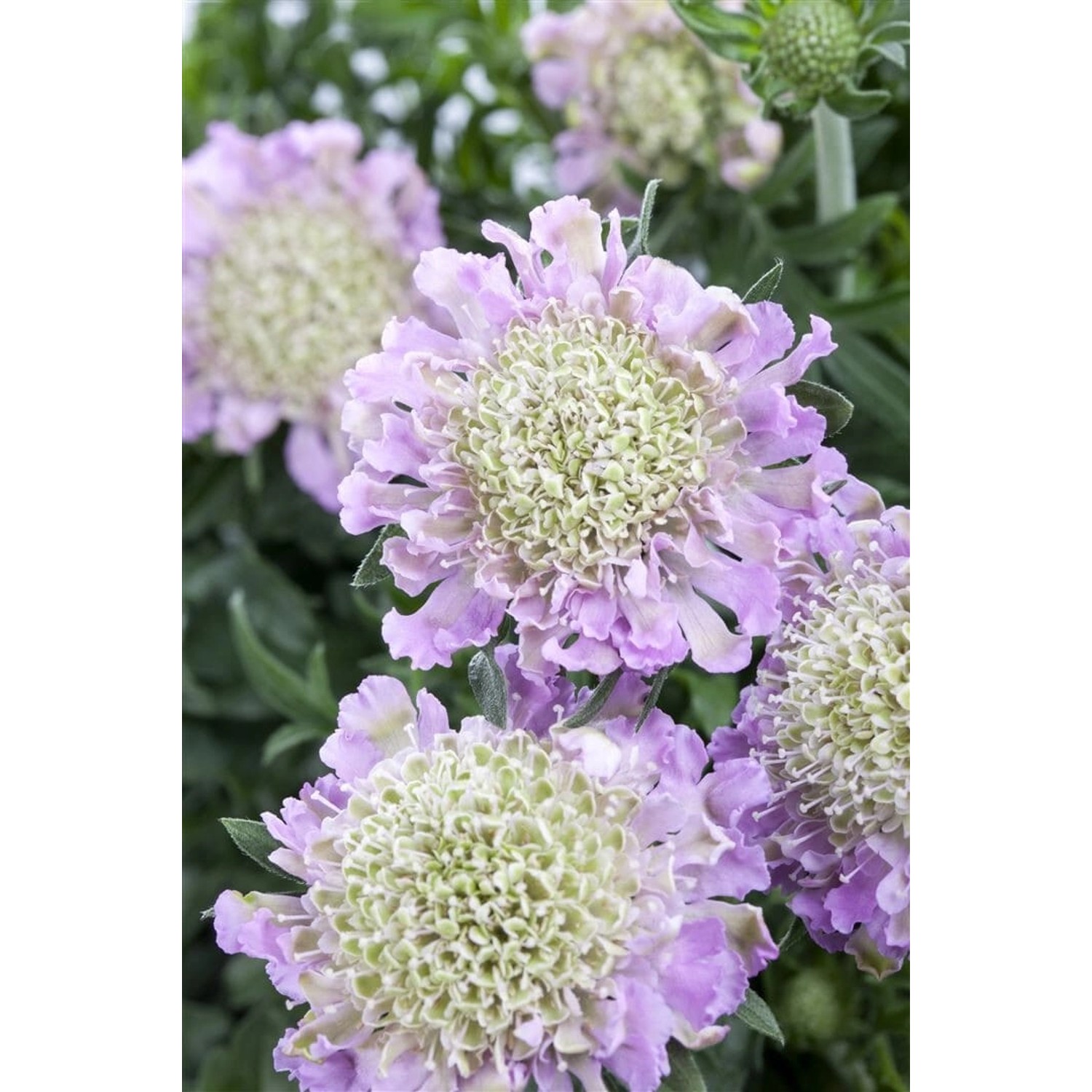 Scabiosa Columbaria Tauben-Skabiose Pink Mist Ca. 11x11 cm Topf günstig online kaufen