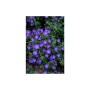 Blühender, blauer Bodendecker Storchschnabel 'Johnson's Blue' im 9cm Topf (60er Set).