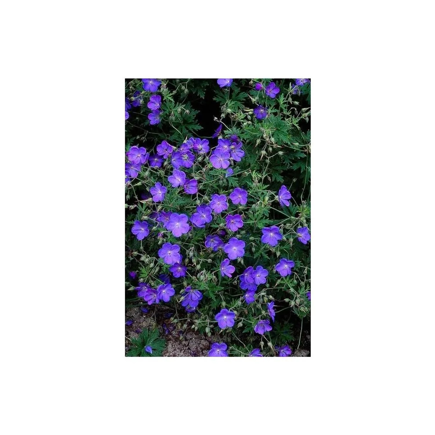 Blühender, blauer Bodendecker Storchschnabel 'Johnson's Blue' im 9cm Topf (60er Set).
