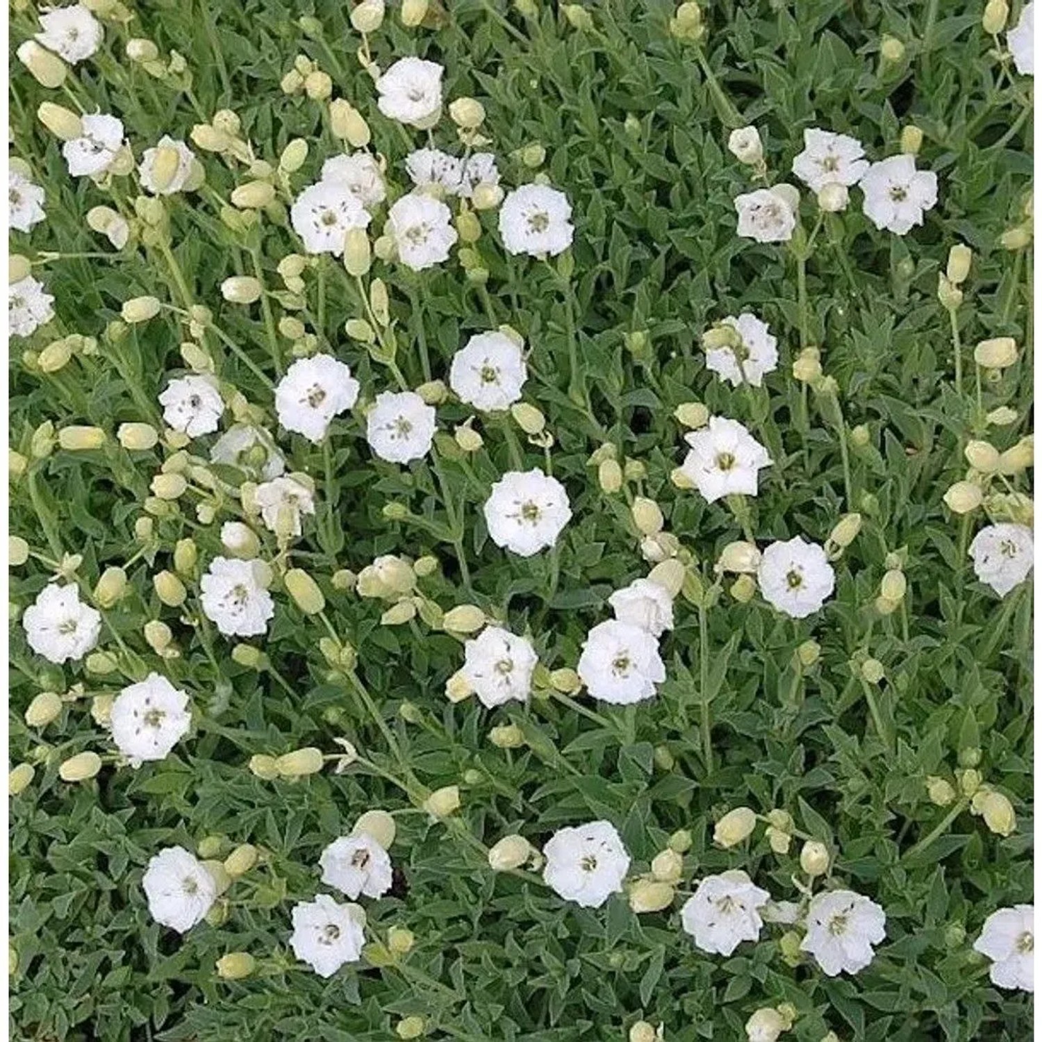 Meer Leimkraut Weißkehlchen - Silene maritima