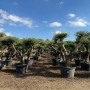 Mehrere Olivenbäume (Olea Europaea) Pompon in Töpfen unter blauem Himmel.