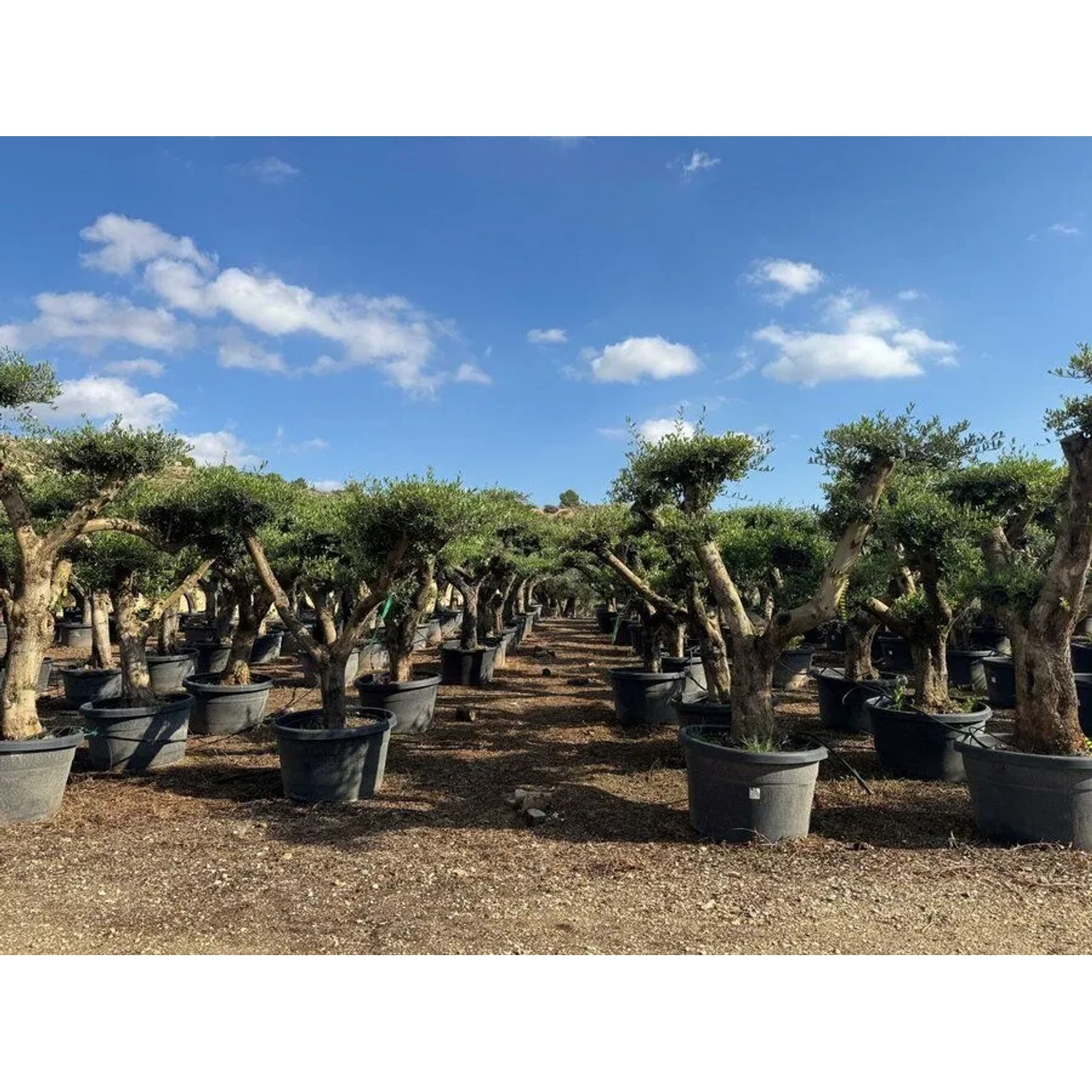Mehrere Olivenbäume (Olea Europaea) Pompon in Töpfen unter blauem Himmel.