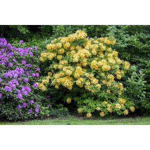 Gelb blühender Rhododendron Luteum Goldpracht Strauch im Garten.