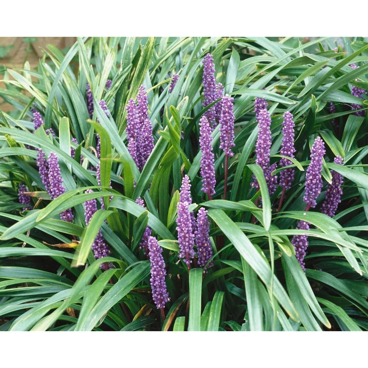 Liriope Muscari Ingwersen Lilientraube Ca. 9x9 cm Topf günstig online kaufen