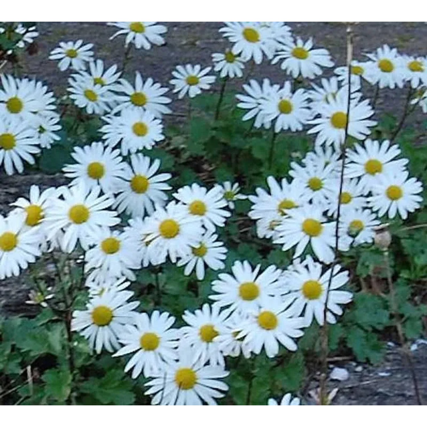 Grönland Margerite - Dendranthema arcticum