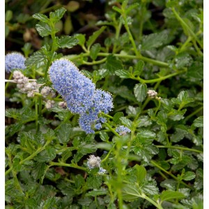 Kriechende Säckelblume Ceanothus mit blauen Blüten und grünen Blättern.