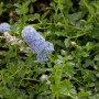 Kriechende Säckelblume Ceanothus mit blauen Blüten und grünen Blättern.