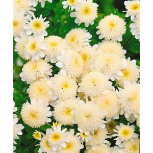 Nahaufnahme der weißen Blüten der Falschen Kamille (Tanacetum Parthenium) im 9x9 cm Topf.