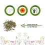 Samen der weißen Margerite 'Deine Gartenwelt': Aussaat, Blütezeit und Pflanzenhöhe dargestellt.