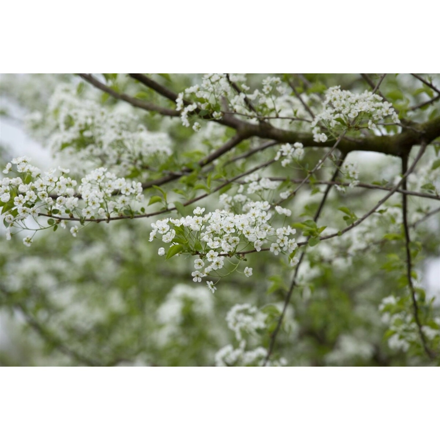 Prunus Mahaleb Steinweichsel 60–100 cm Duftend günstig online kaufen