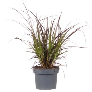 Lampenputzergras 'Summer Samba' im Topf, dunkelrotes Laub, Ziergras für Beet und Kübel.