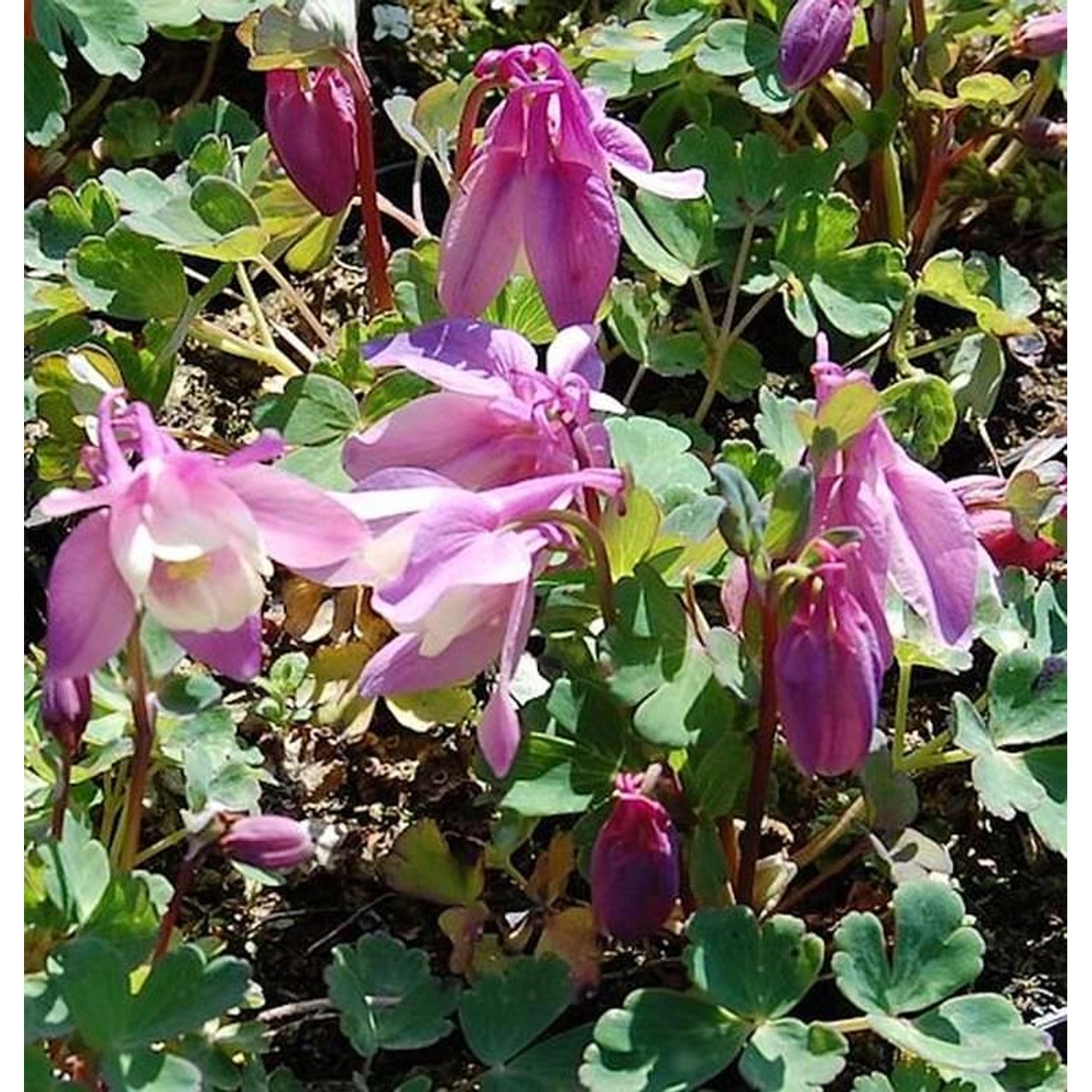 Zwergakelei Spring Magic Rosa-Weiß - Aquilegia flabellata günstig online kaufen