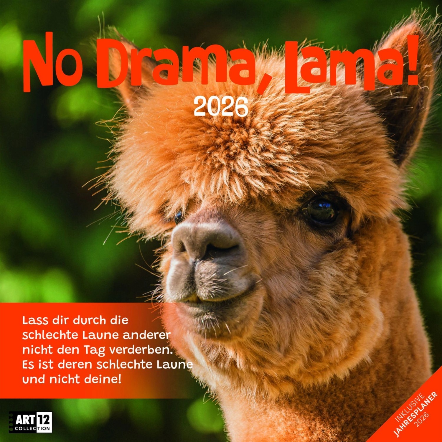No Drama, Lama! Kalender 2026 - 30x30 günstig online kaufen