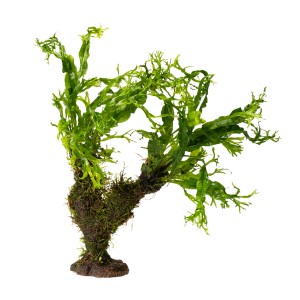 Stoffels Aquariumpflanze Vesicularia & Microsorum Windelov als Miniatur-Baum für Ihr Aquarium.