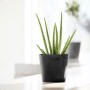 Ecopots Amsterdam Mini Pflanztopf, dunkelgrau, 17 cm, mit Aloe Vera Pflanze.