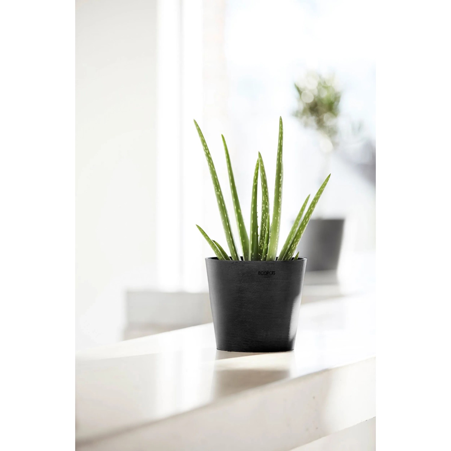 Ecopots Amsterdam Mini Pflanztopf, dunkelgrau, 17 cm, mit Aloe Vera Pflanze.