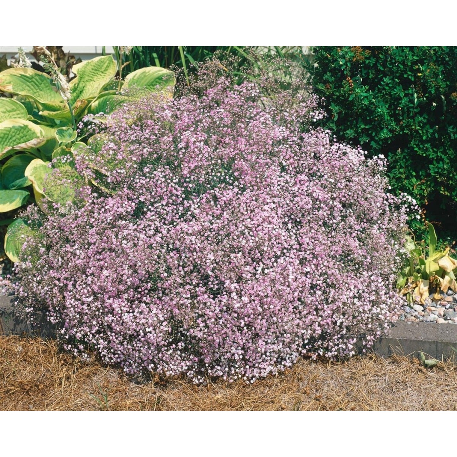 Gypsophila Repens Teppich Schleierkraut Ca. 9x9 cm Topf günstig online kaufen