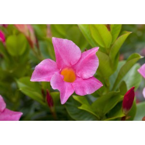 Nahaufnahme einer pinkfarbenen Mandevilla Diamantina (Dipladenia) Blüte mit gelbem Zentrum.