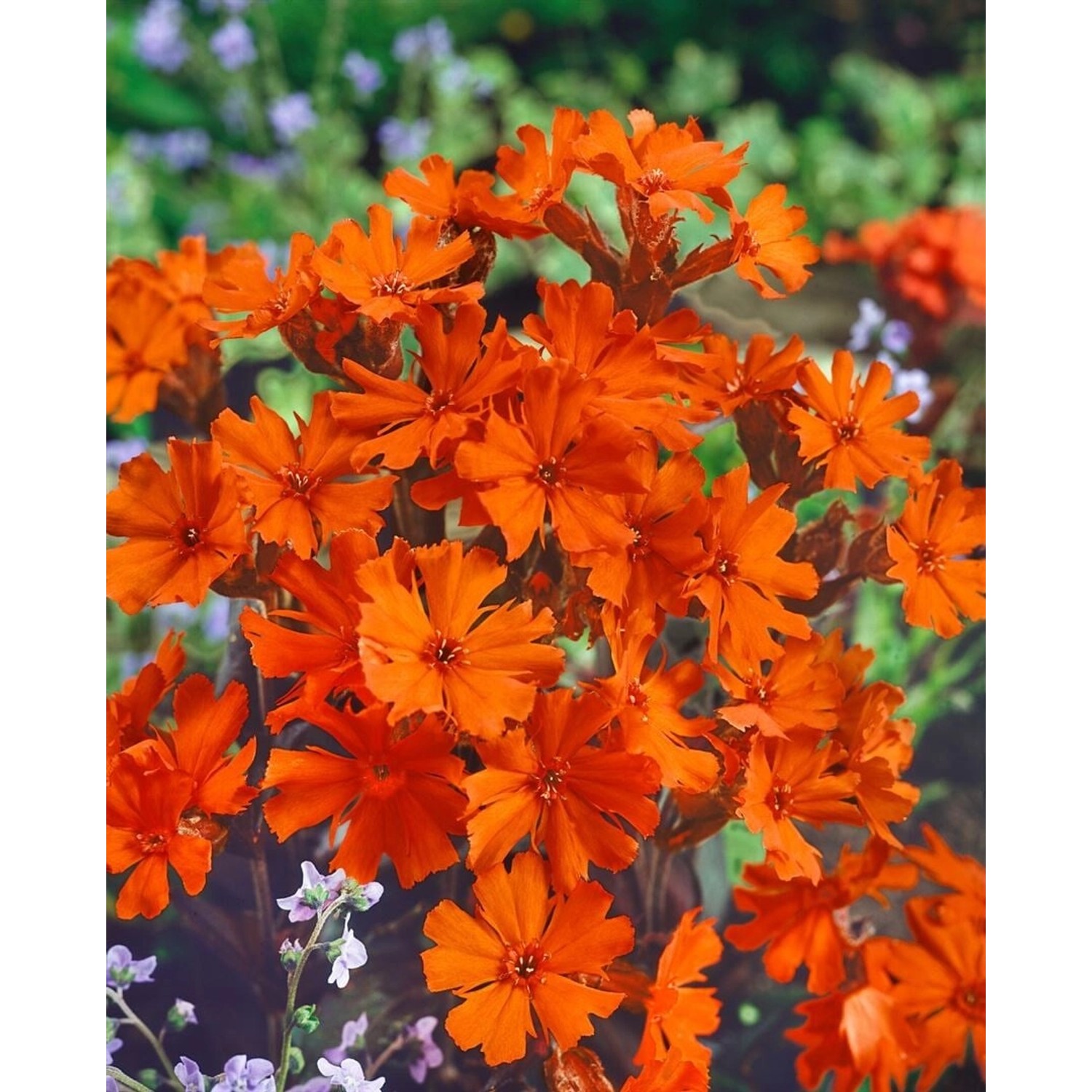 Lychnis X Arkwrightii Vesuvius Brennende Liebe Ca. 9x9 cm Topf günstig online kaufen