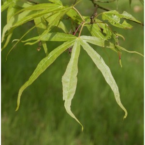 Nahaufnahme eines grünen, schmalblättrigen Fächerahorn-Blattes (Acer palmatum).