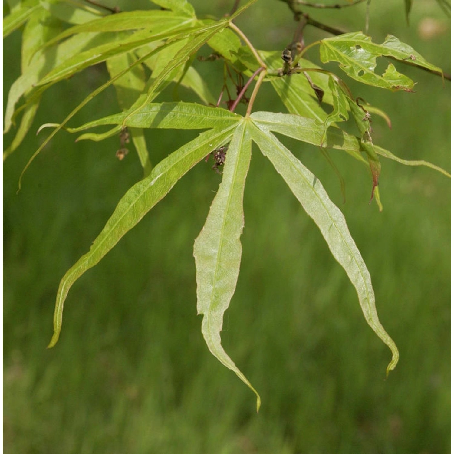 Schmalblättriger Fächer Ahorn 100-125cm - Acer palmatum günstig online kaufen