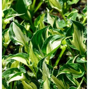Funkie 'Enterprise' (Hosta cultorum) im Topf, grüne Blätter mit weißem Rand.