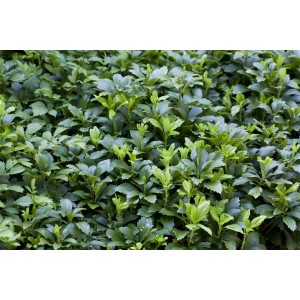 Dichter, grüner Bodendecker Pachysandra Terminalis mit buschigem Wuchs.