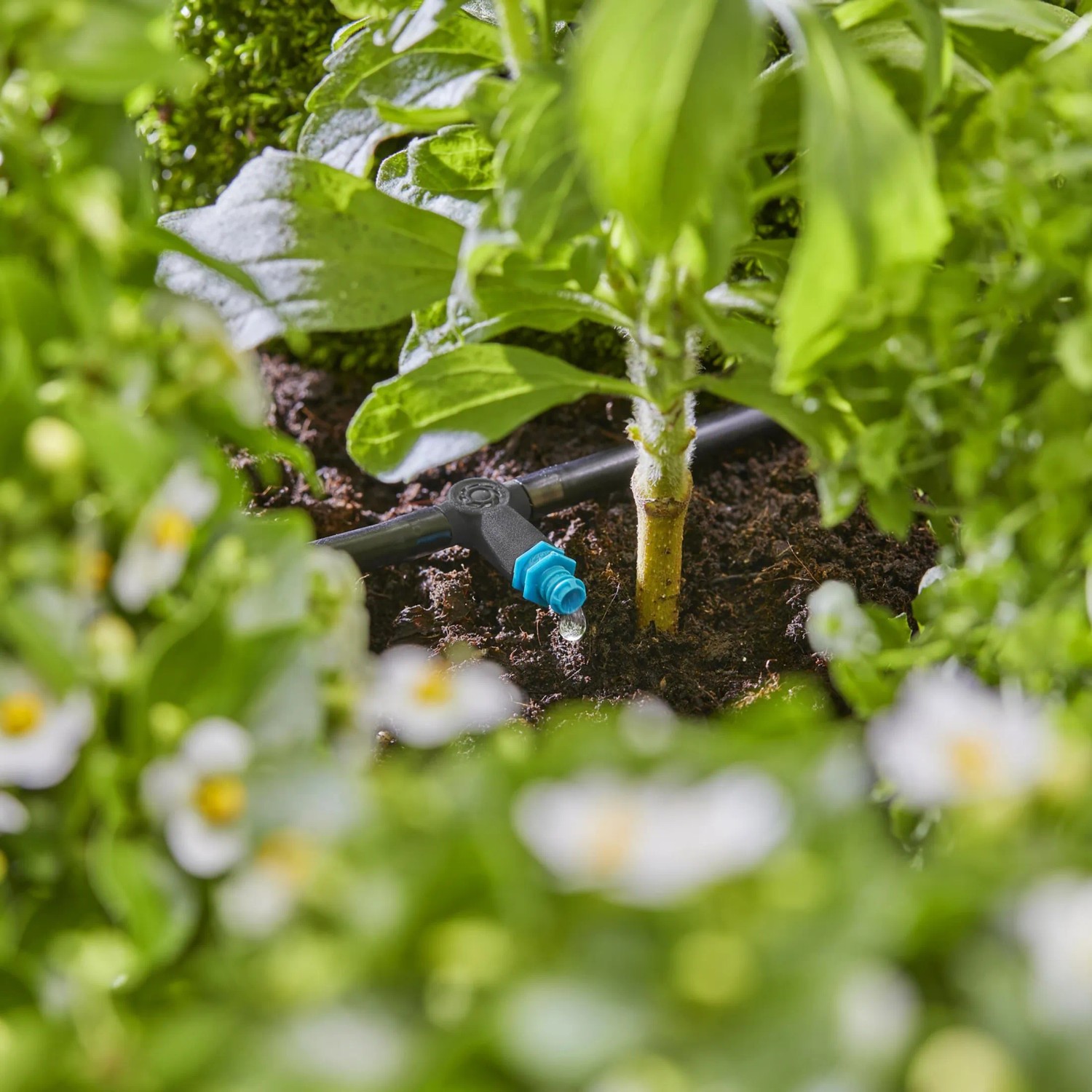 Gardena Reihentropfer 2 l/h im Einsatz: Punktuelle Bewässerung im Micro-Drip-System für Pflanzen.
