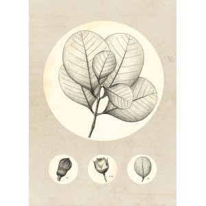 Komar Wandbild Transparent Leaf 50x70cm mit Blätter- und Blüten-Illustrationen.