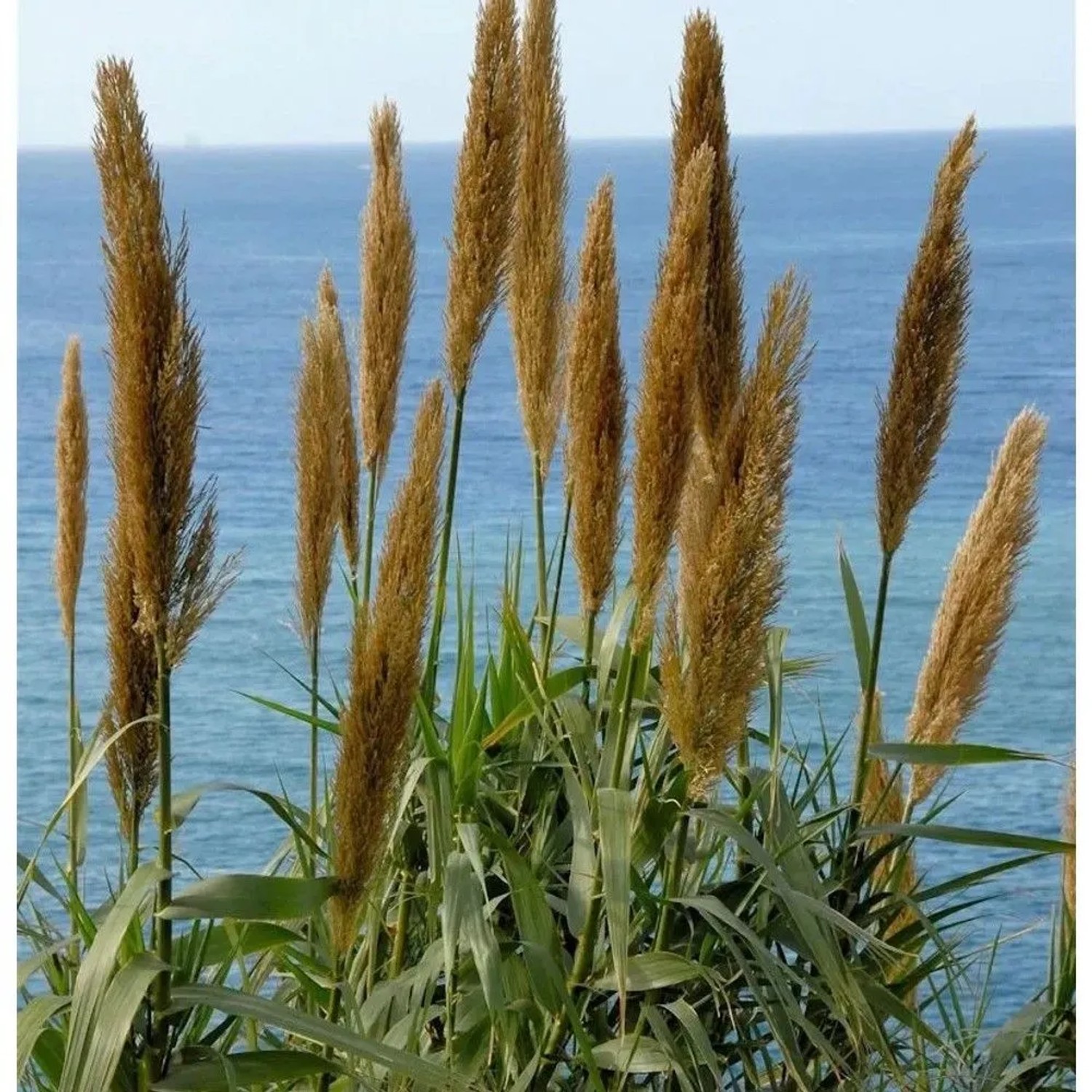 Pfahlrohr - Arundo donax