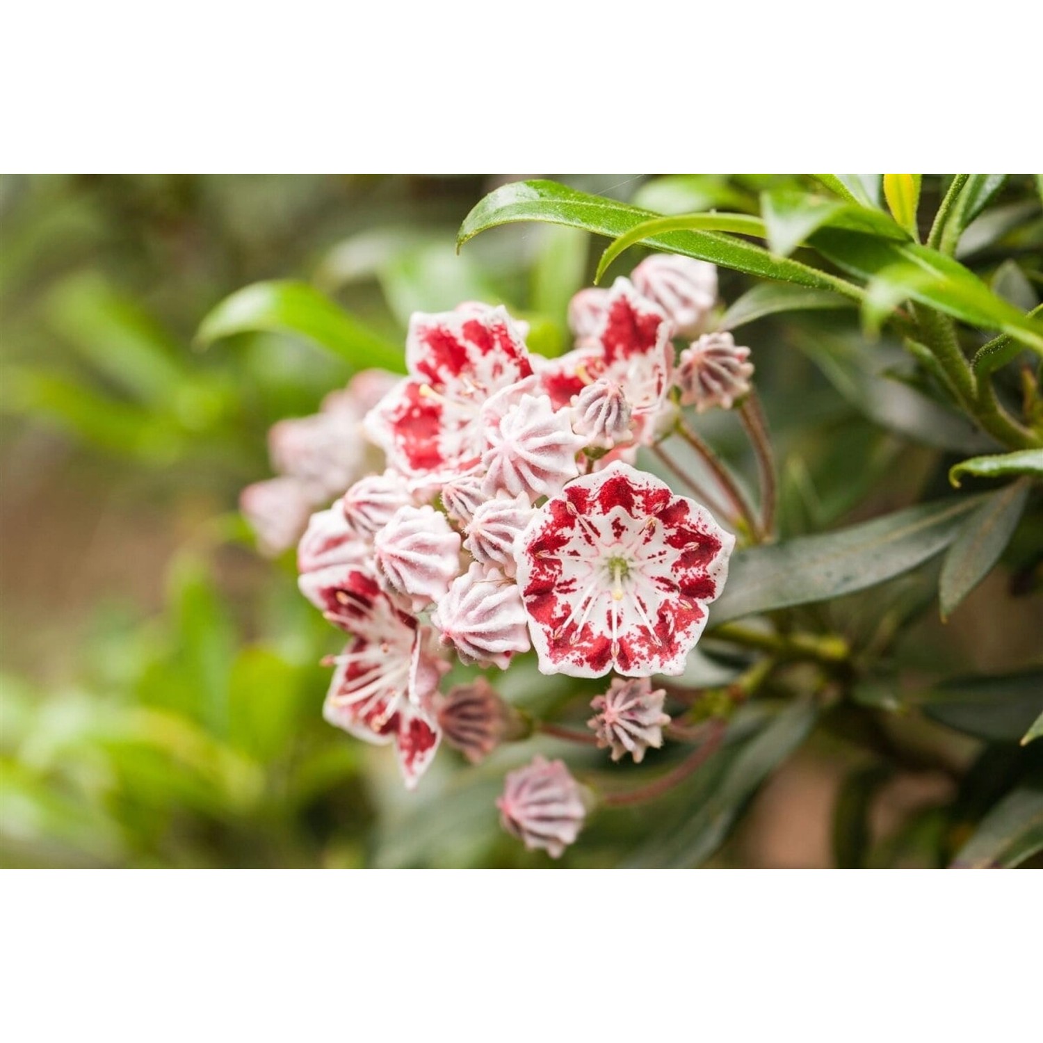 Kalmia Latifolia Bandeau Berglorbeer Rosa-Weiß 20–30 cm günstig online kaufen