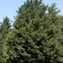 Grüne Leyland Zypresse (Cupressocyparis Leylandii), 40-60cm, als Strauch im Garten.