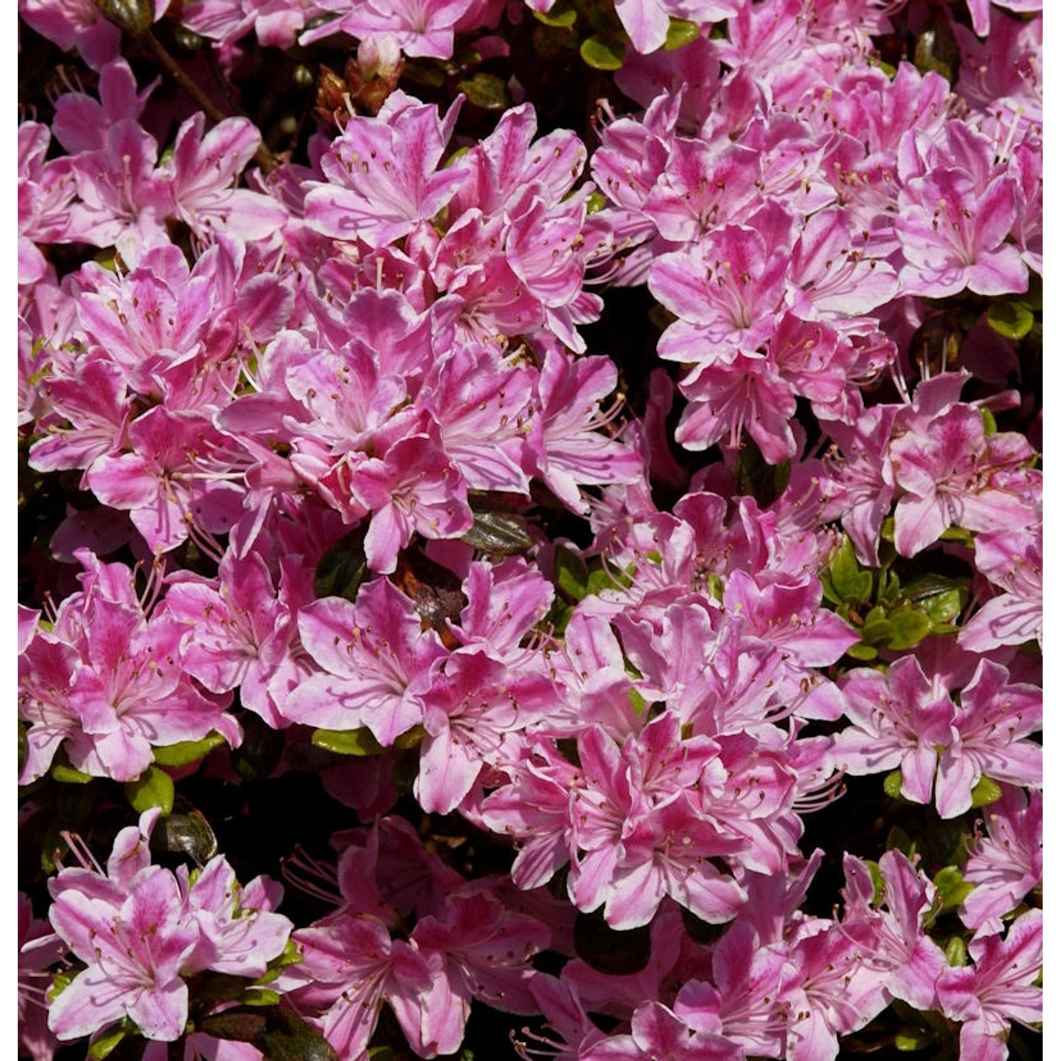 Japanische Azalee Pink Poetry 30-40cm - Rhododendron obtusum - Zwerg Alpenr günstig online kaufen