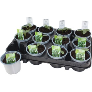 Mehrere Minigurken (Cucumis sativus) im Topf, ideal für Balkon und Garten.