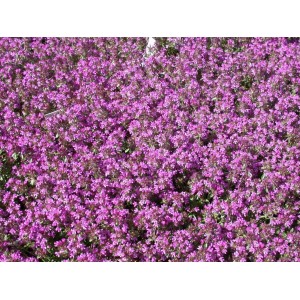 Teppich aus blühendem Teppich-Thymian (Thymus Serpyllum Magic Carpet) mit lila Blüten.