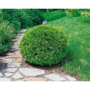 Runde, grüne Thuja occidentalis 'Recurva Nana' Heckenpflanze im Garten auf Steinweg.