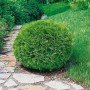 Runde, grüne Thuja occidentalis 'Recurva Nana' Heckenpflanze im Garten auf Steinweg.