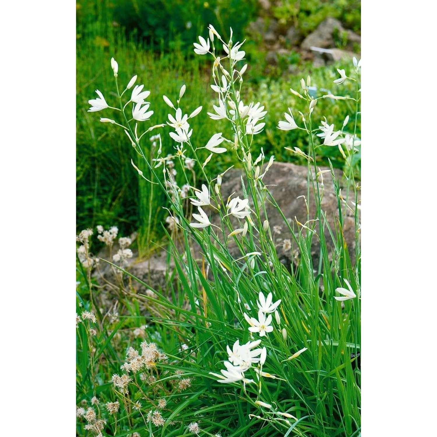 Anthericum Liliago Astlose Graslilie Ca. 9x9 cm Topf günstig online kaufen