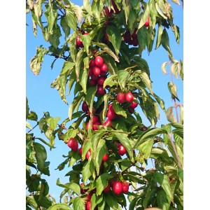 Kornelkirsche Kasanlaker 100 - 120 cm Cornus mas