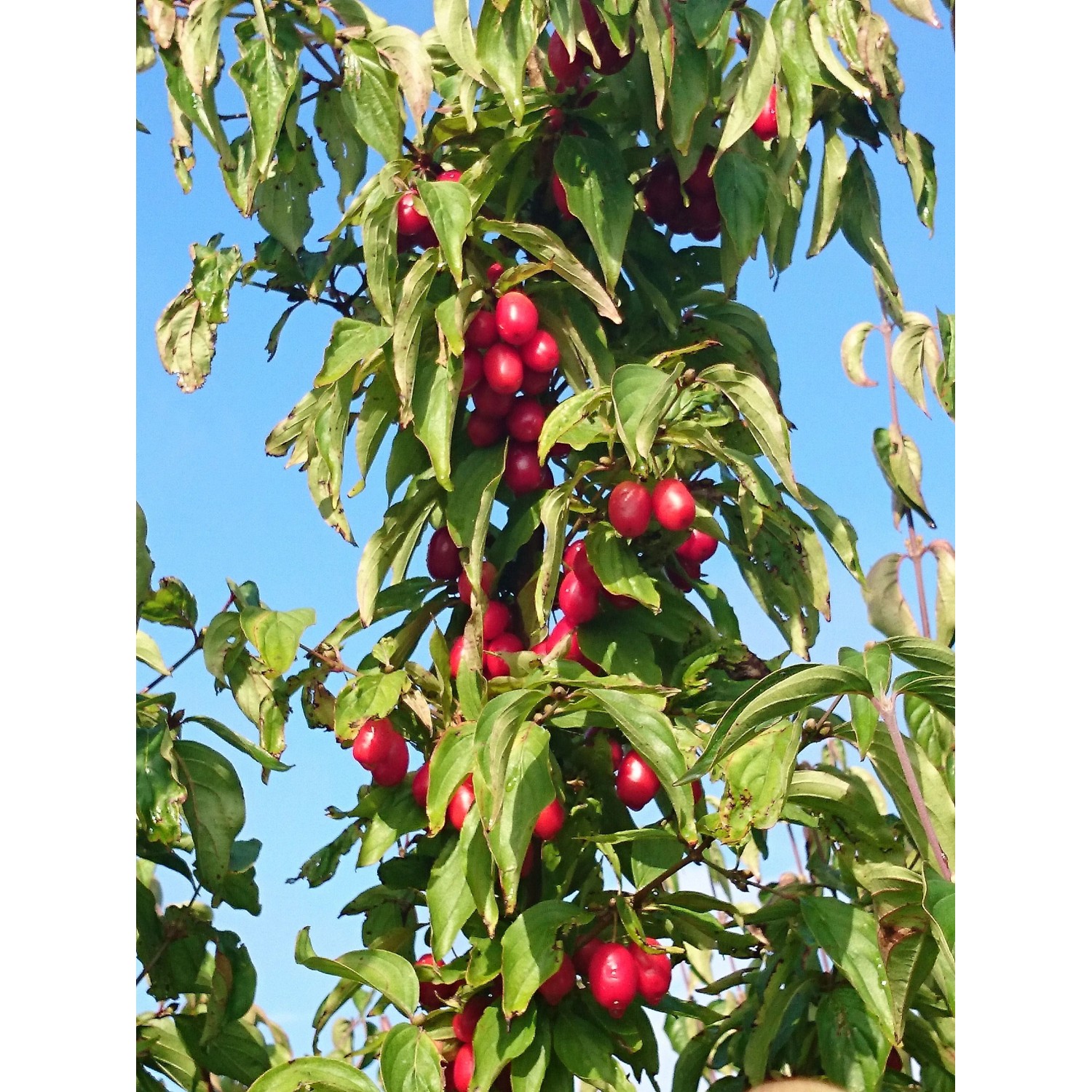 Kornelkirsche Kasanlaker 100 - 120 cm Cornus mas