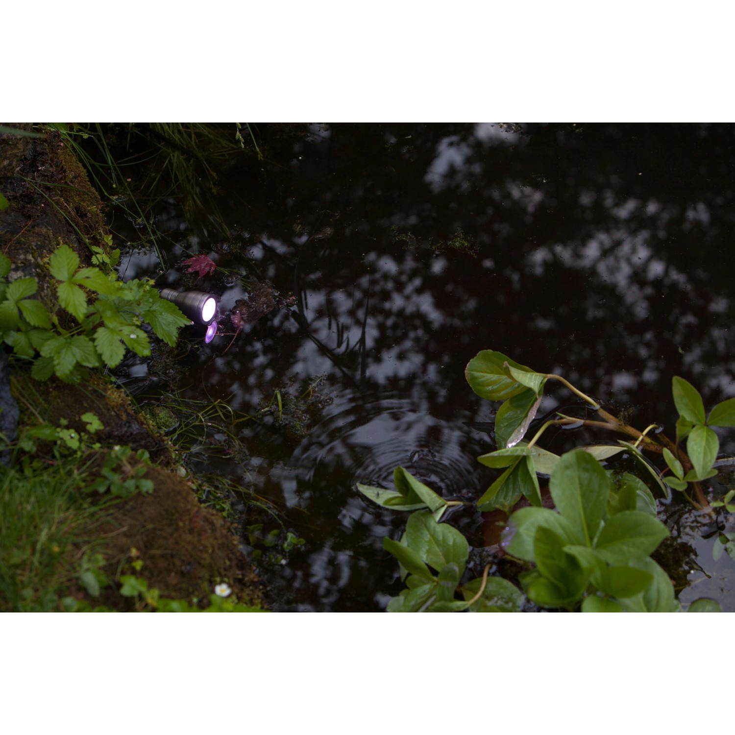 Heissner LED-Spot im Teich, 3W Multicolor, Edelstahl, für stimmungsvolle Teichbeleuchtung.