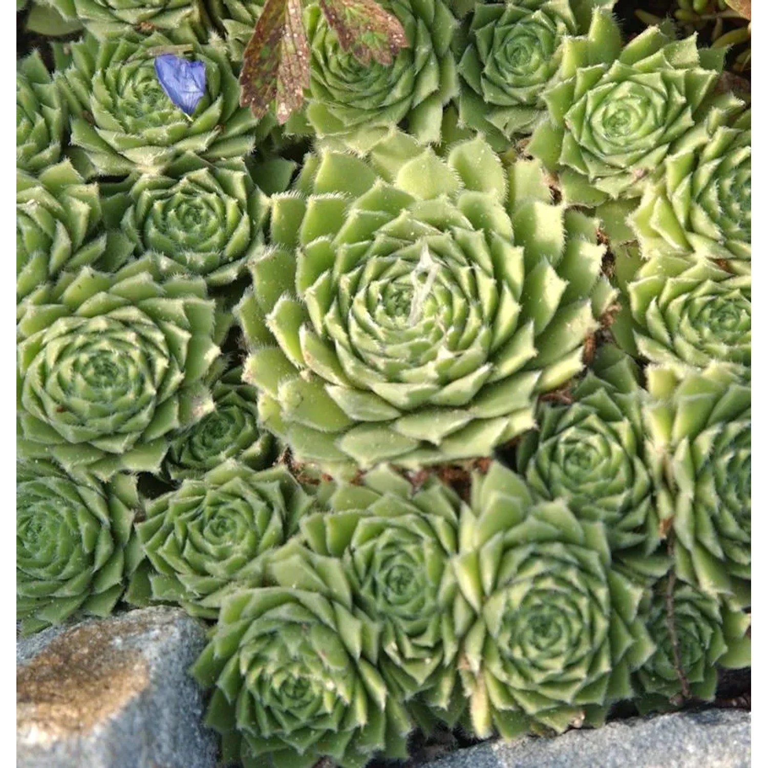 Hauswurz Glaucum - Sempervivum tectorum