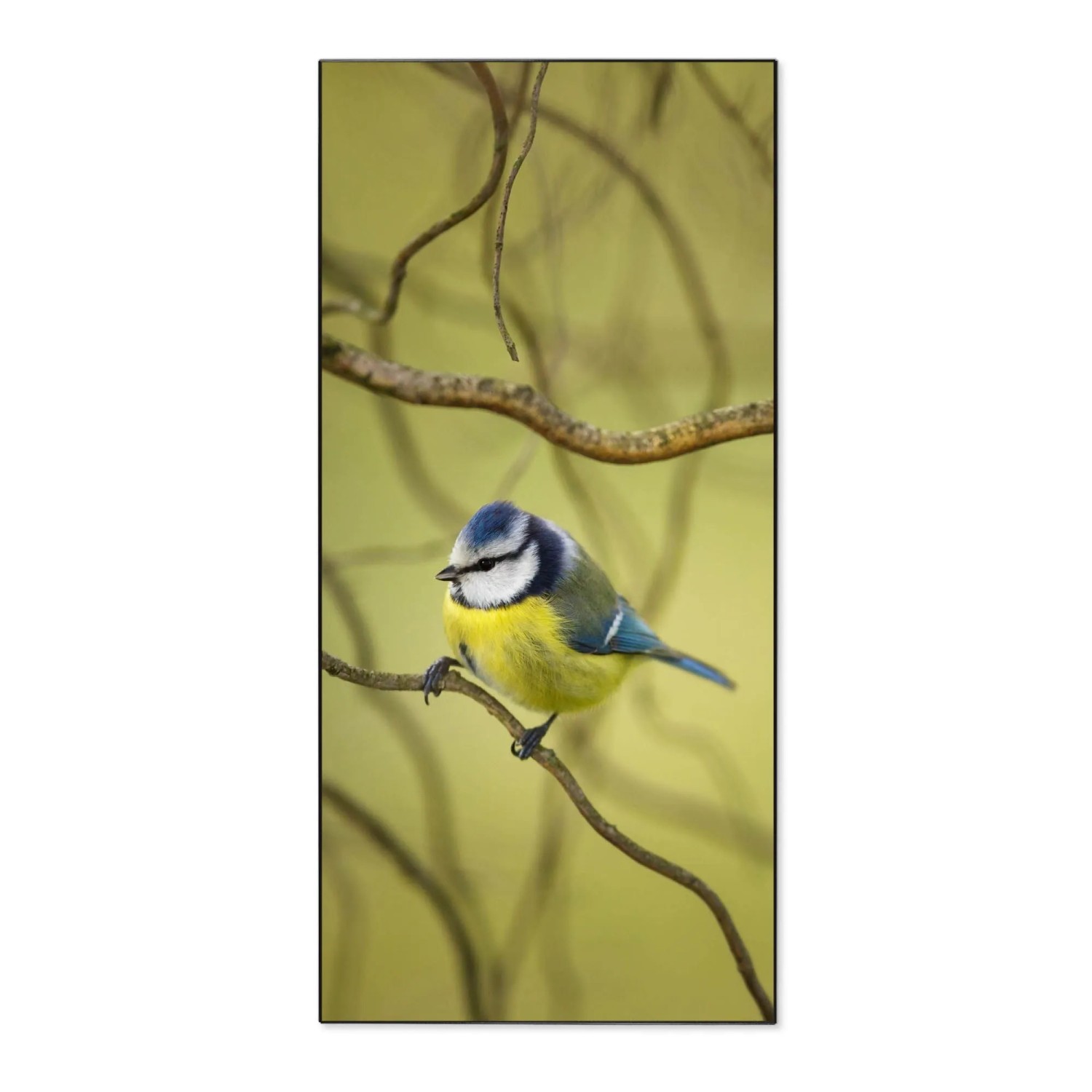 Banjado Magnettafel 37x78cm Magnetwand  Schwarz Aus Metall Magnetpinnwand P günstig online kaufen