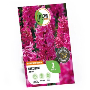 GROW by OBI Hyazinthe Jan Bos Rot 3 Stück Hyacinthus orientalis Jan Bos