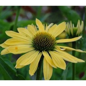 Gelber Sonnenhut (Echinacea purpurea Sundown), eine blühende Staude für sonnige Standorte.