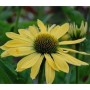 Gelber Sonnenhut (Echinacea purpurea Sundown), eine blühende Staude für sonnige Standorte.